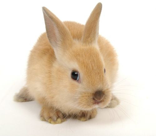 Copy of Copy of Copy of Copy of Copy of Copy of Copy of Lapin Beige